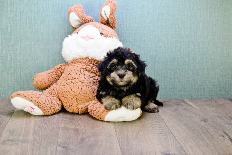 Best Havanese Baby