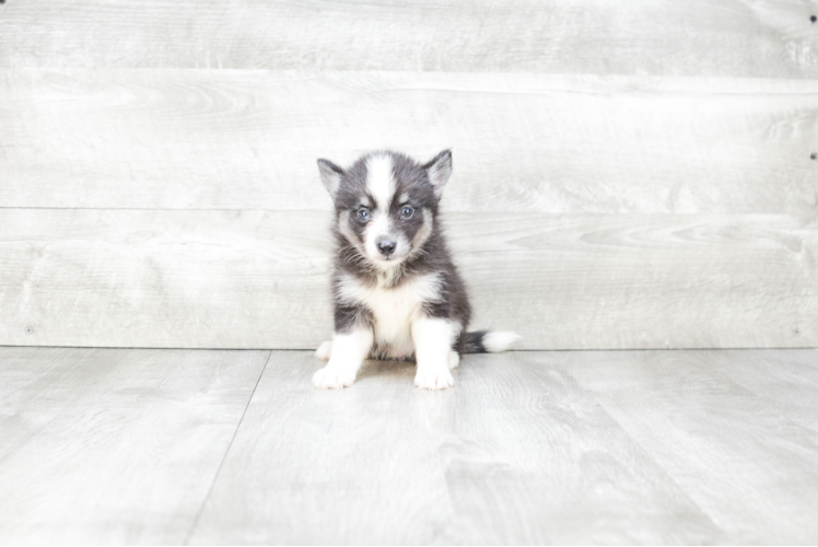 Petite Pomsky Designer Pup