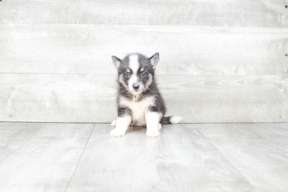 Petite Pomsky Designer Pup