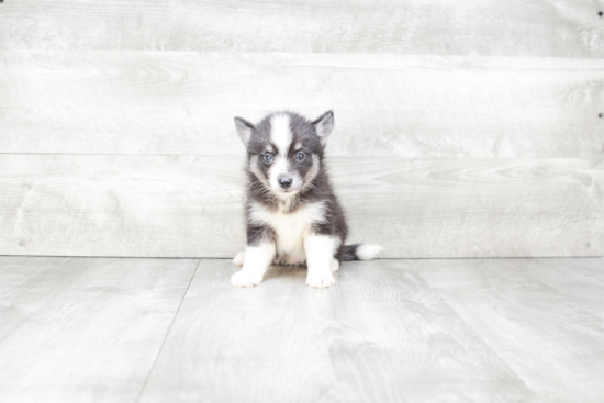 Petite Pomsky Designer Pup