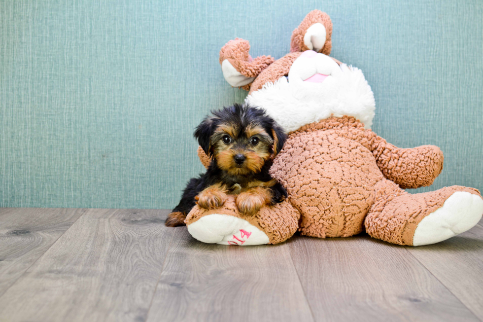 Meet Avery - our Yorkshire Terrier Puppy Photo 