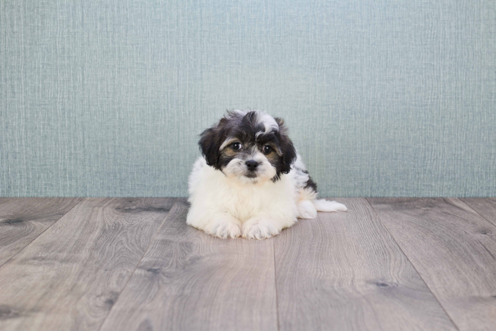 Little Shichon Designer Puppy