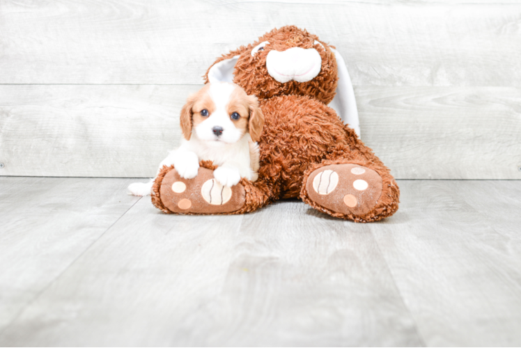 Popular Cavalier King Charles Spaniel Purebred Pup