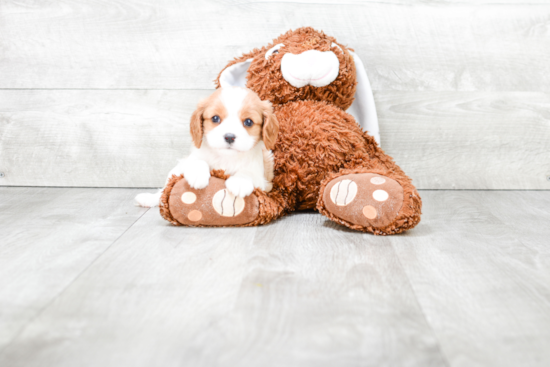 Popular Cavalier King Charles Spaniel Purebred Pup