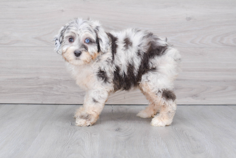 Smart Mini Aussiedoodle Poodle Mix Pup