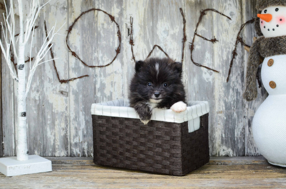 Friendly Pomeranian Baby