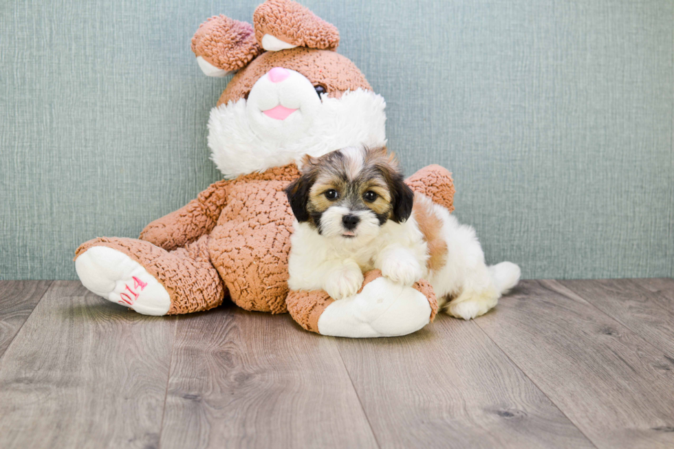 Friendly Teddy Bear Baby