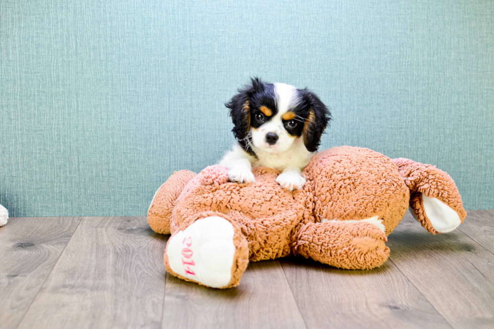 Little Cavalier King Charles Spaniel Purebred Pup