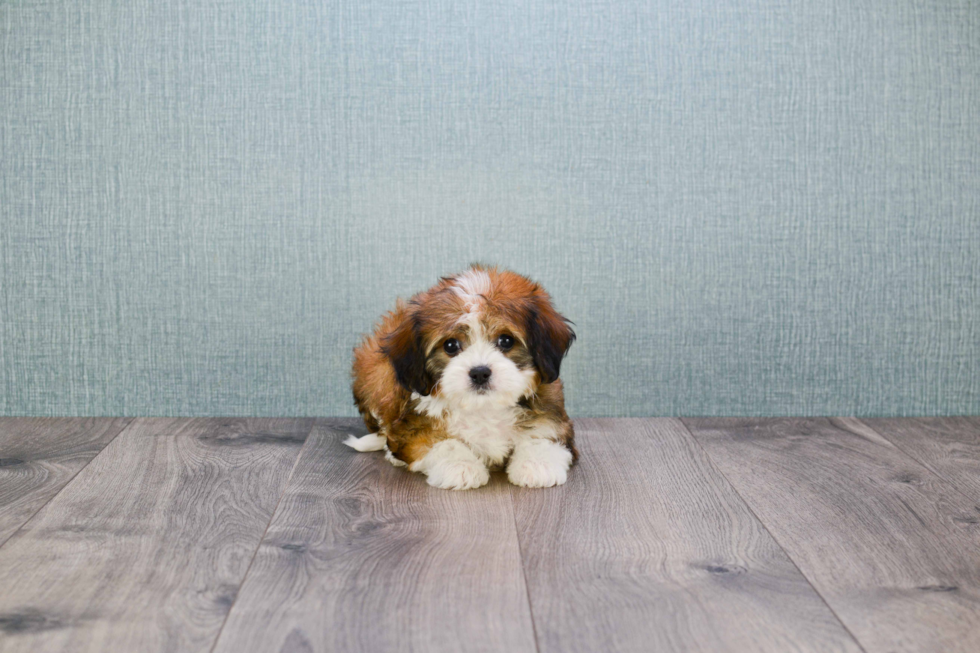 Cavachon Puppy for Adoption