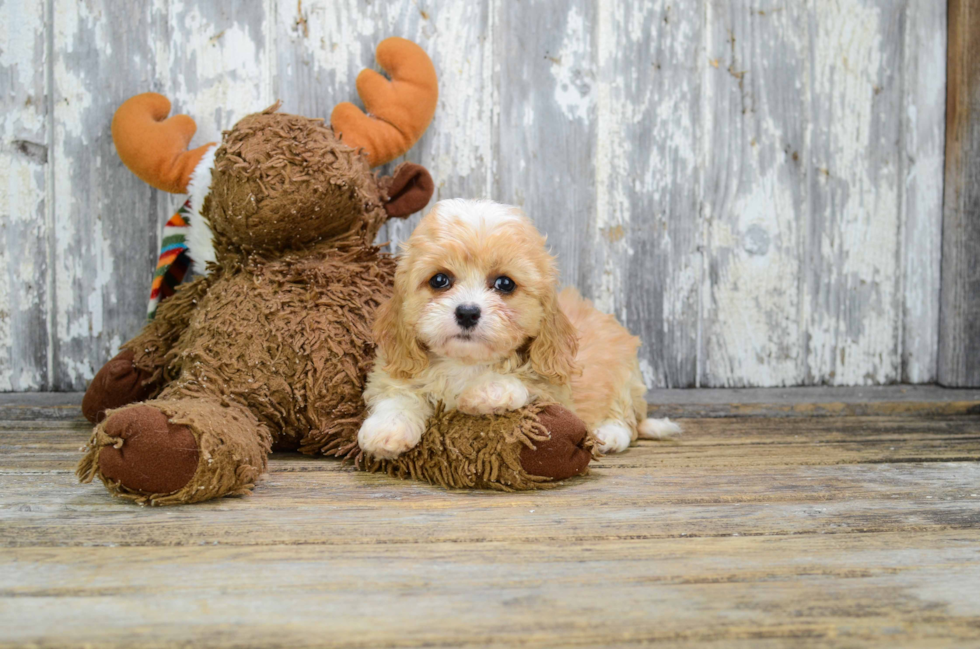 Cavachon Pup Being Cute