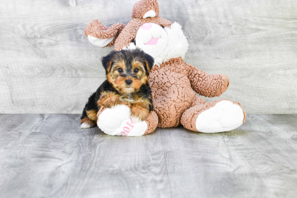 Meet Izzie - our Yorkshire Terrier Puppy Photo 