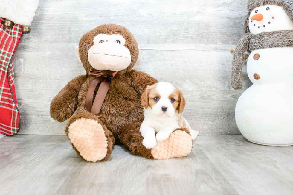 Cavalier King Charles Spaniel Puppy for Adoption