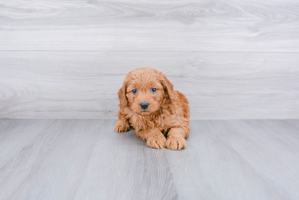 Adorable Golden Retriever Poodle Mix Puppy