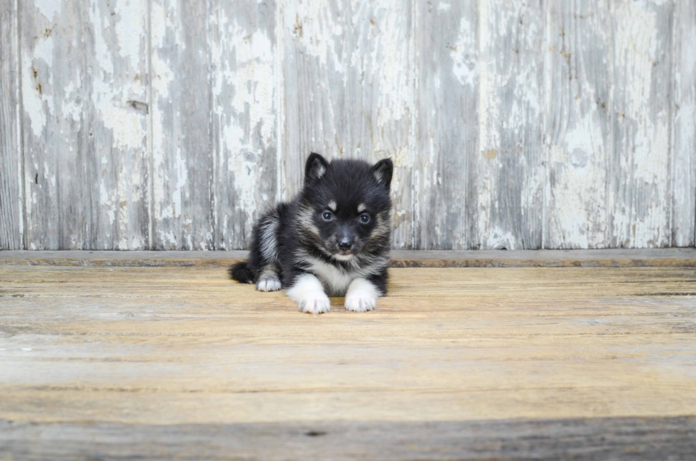 Energetic Mini Husky Designer Puppy