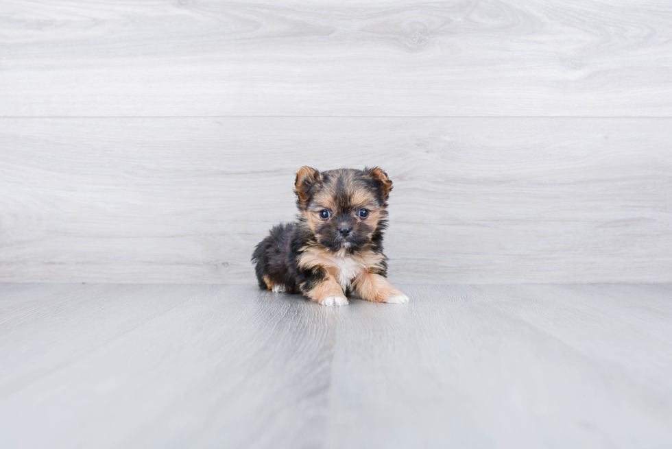 Popular Morkie Designer Pup