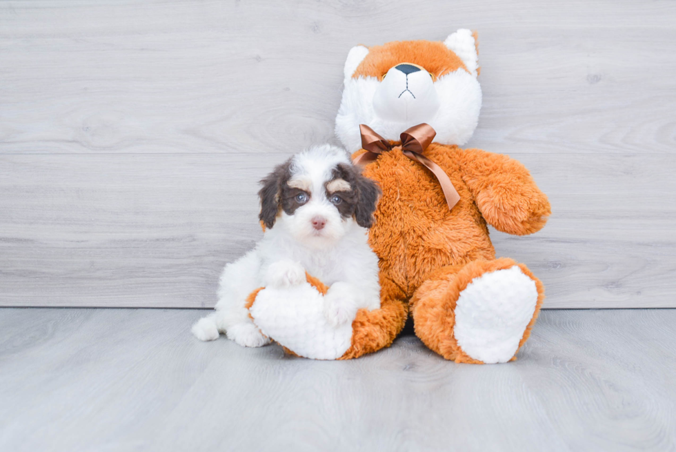 Fluffy Mini Bernedoodle Poodle Mix Pup