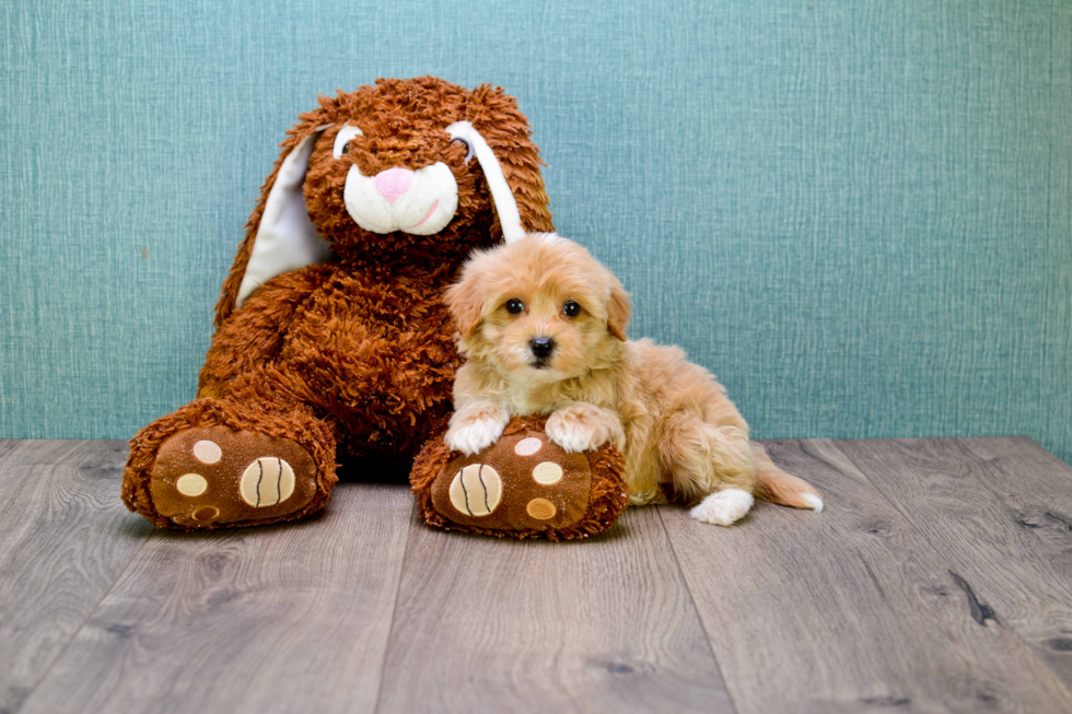 Maltipoo Pup Being Cute