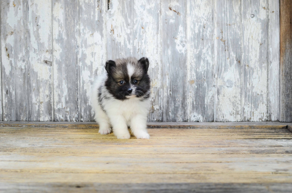 Pomeranian Puppy for Adoption