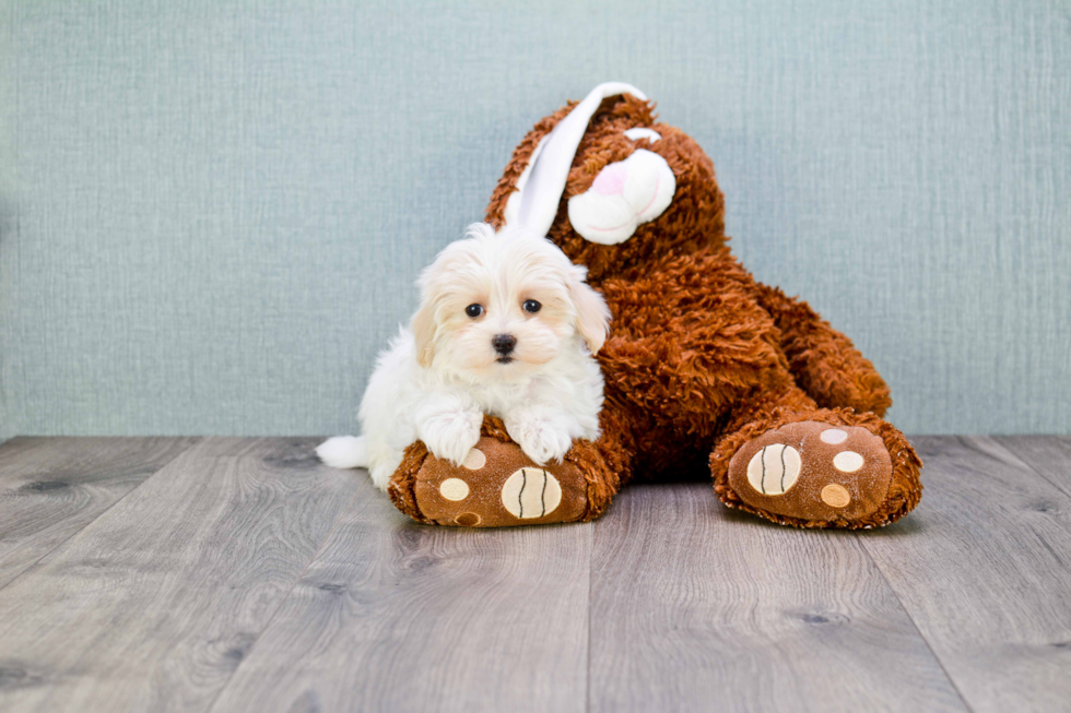 Maltipoo Pup Being Cute