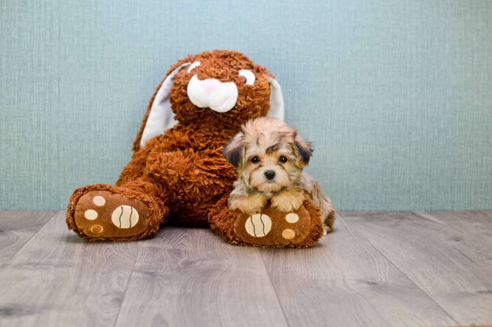 Hypoallergenic Yorkie Designer Puppy