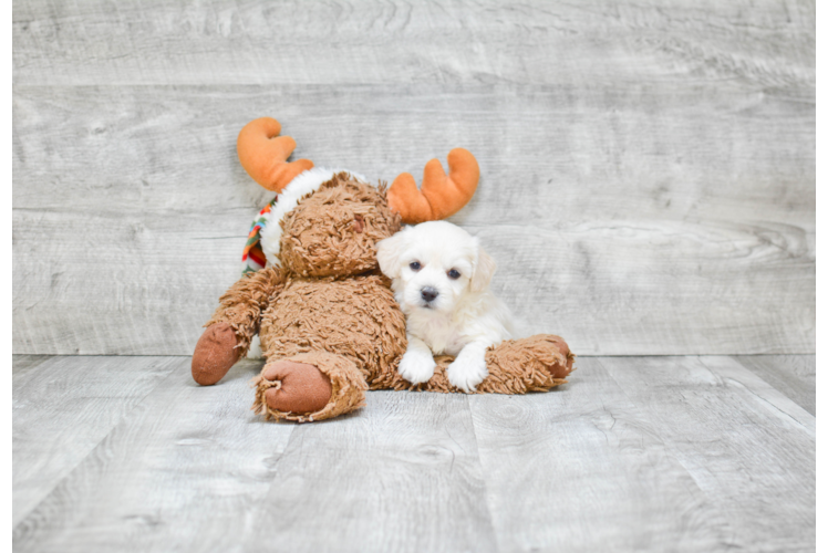 Maltipoo Pup Being Cute