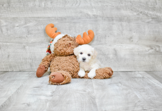 Maltipoo Pup Being Cute