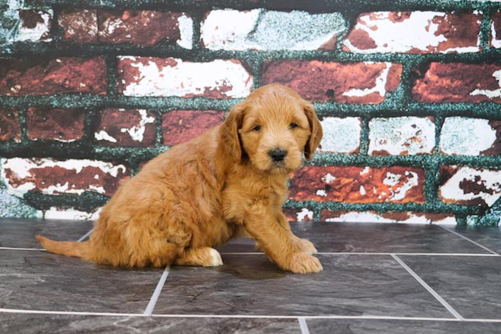 Best Mini Goldendoodle Baby