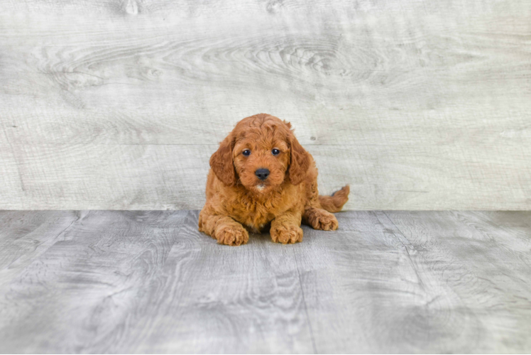 Popular Mini Goldendoodle Poodle Mix Pup