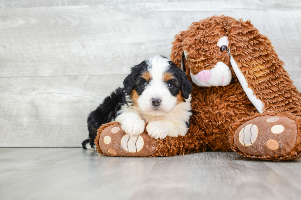 Smart Mini Bernedoodle Poodle Mix Pup