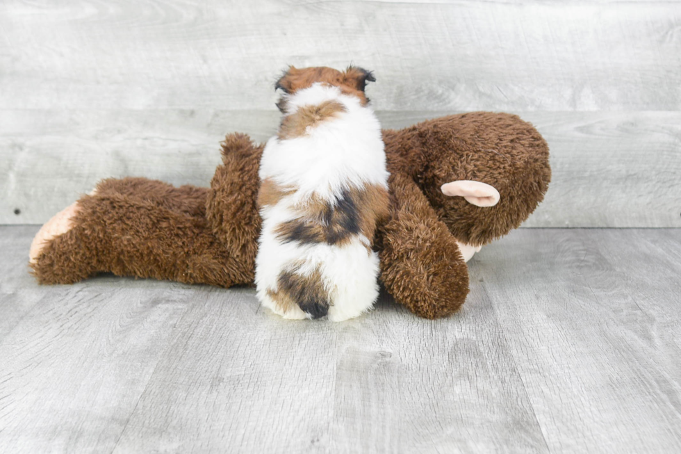 Havanese Puppy for Adoption