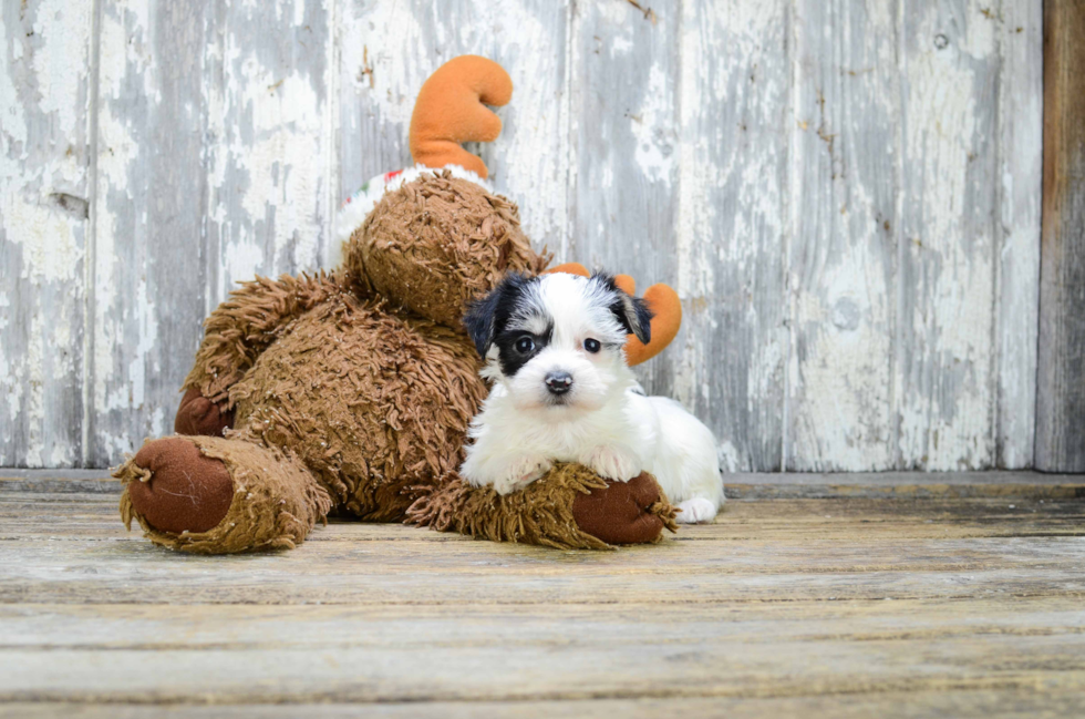 Best Morkie Baby