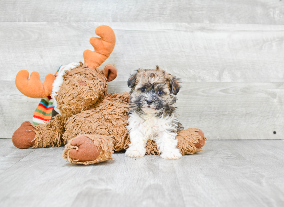 Best Havanese Baby