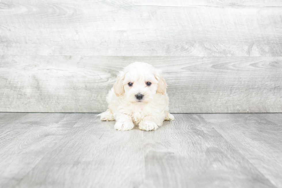 Maltipoo Pup Being Cute