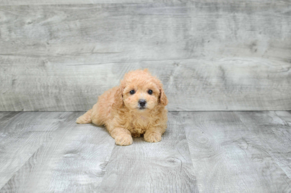 Hypoallergenic Poodle Baby