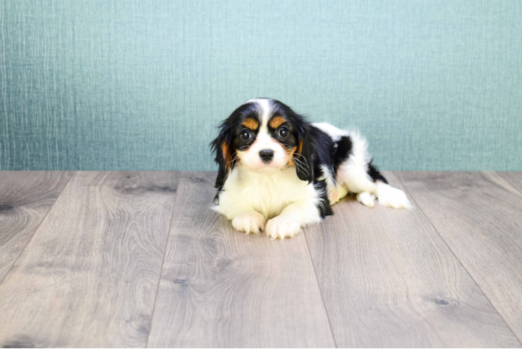 Smart Cavalier King Charles Spaniel Purebred Puppy