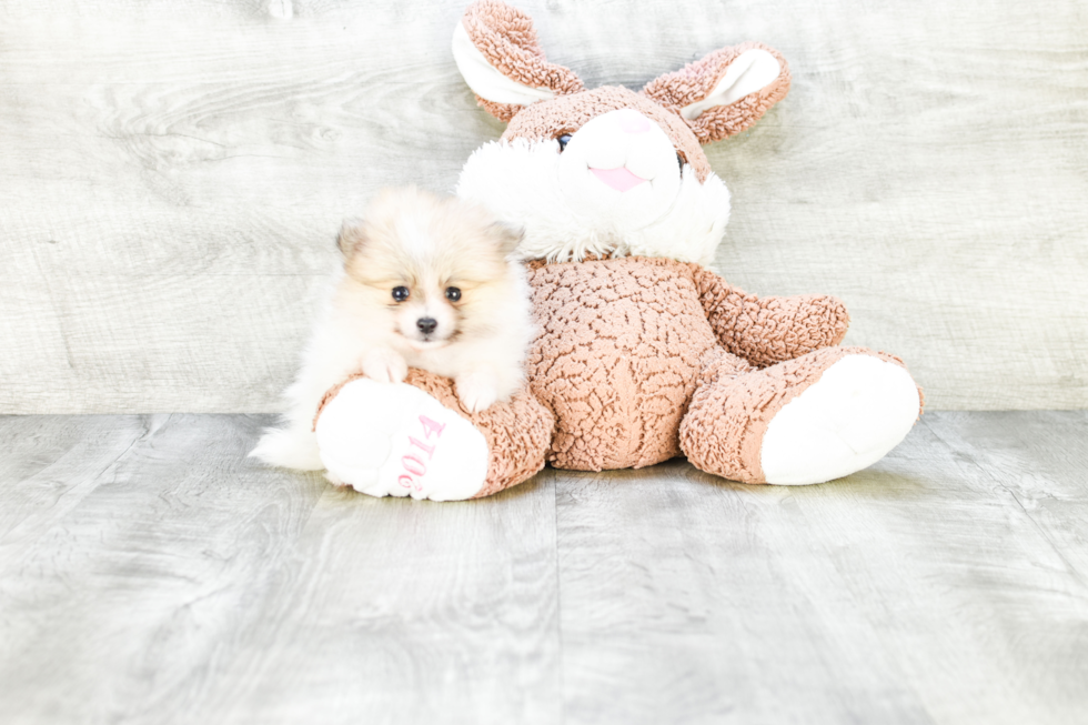 Cute Pomeranian Purebred Puppy