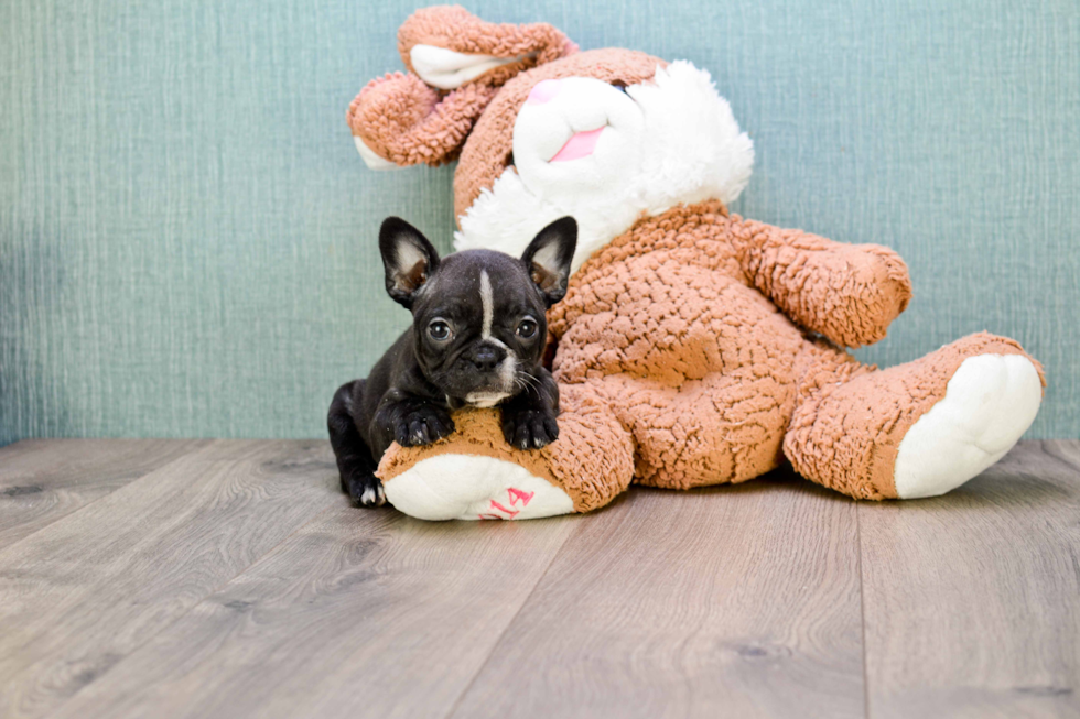 French Bulldog Puppy for Adoption