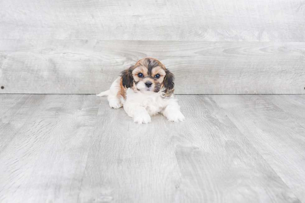 Energetic Havanese Purebred Puppy