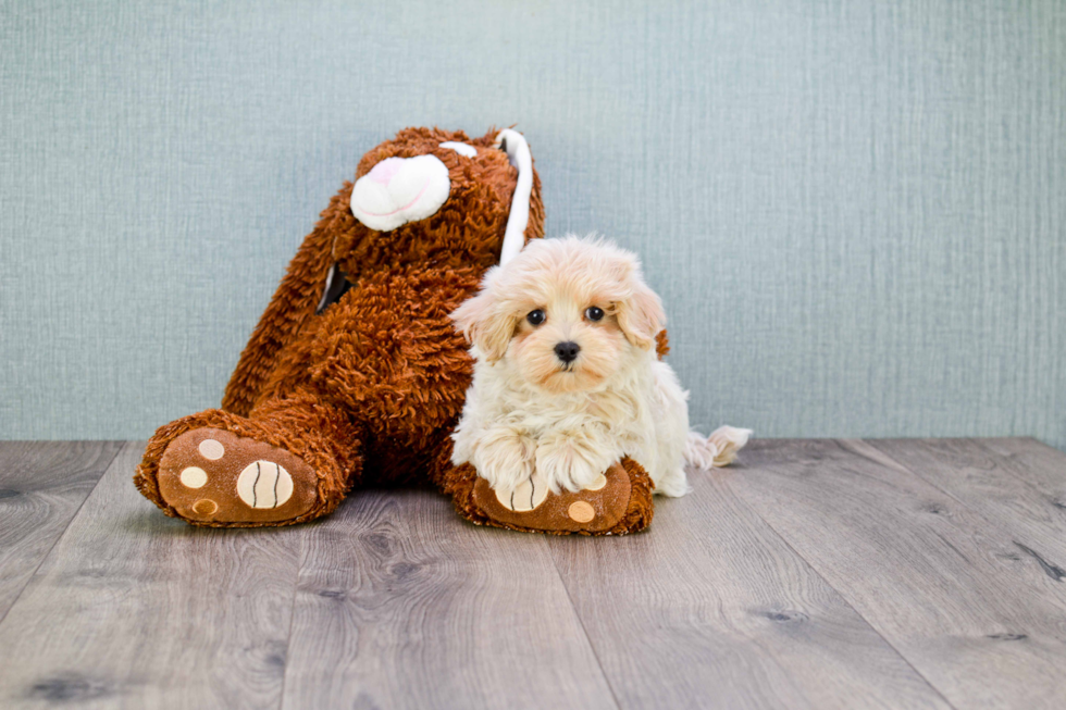 Maltipoo Pup Being Cute