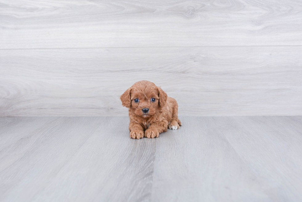 Fluffy Cavapoo Poodle Mix Pup