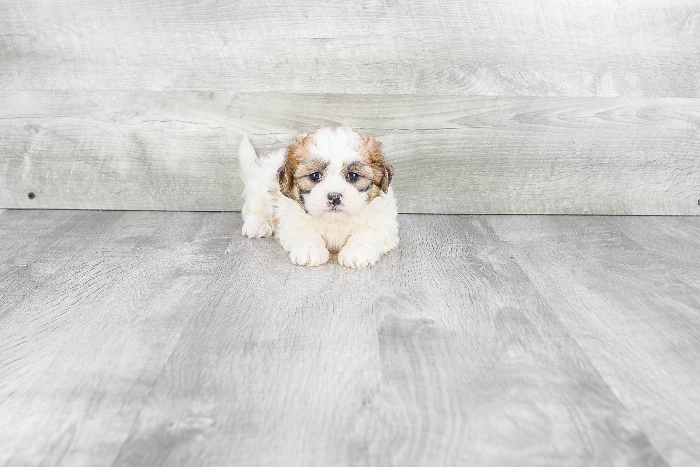 Small Teddy Bear Baby
