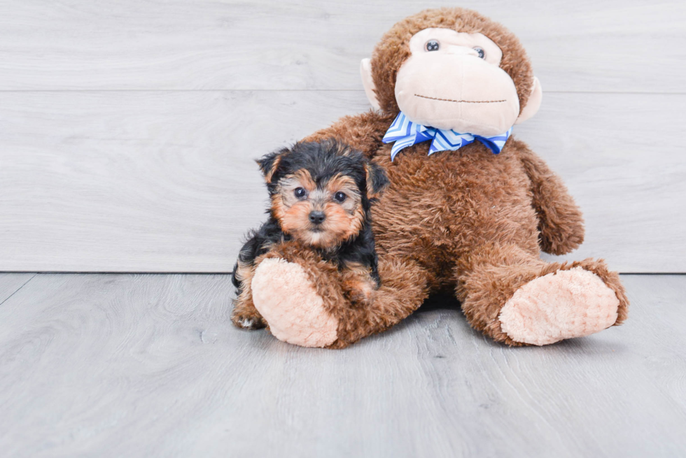 Meet Twinkle - our Yorkshire Terrier Puppy Photo 