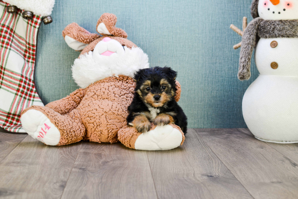 Hypoallergenic Yorkie Designer Puppy