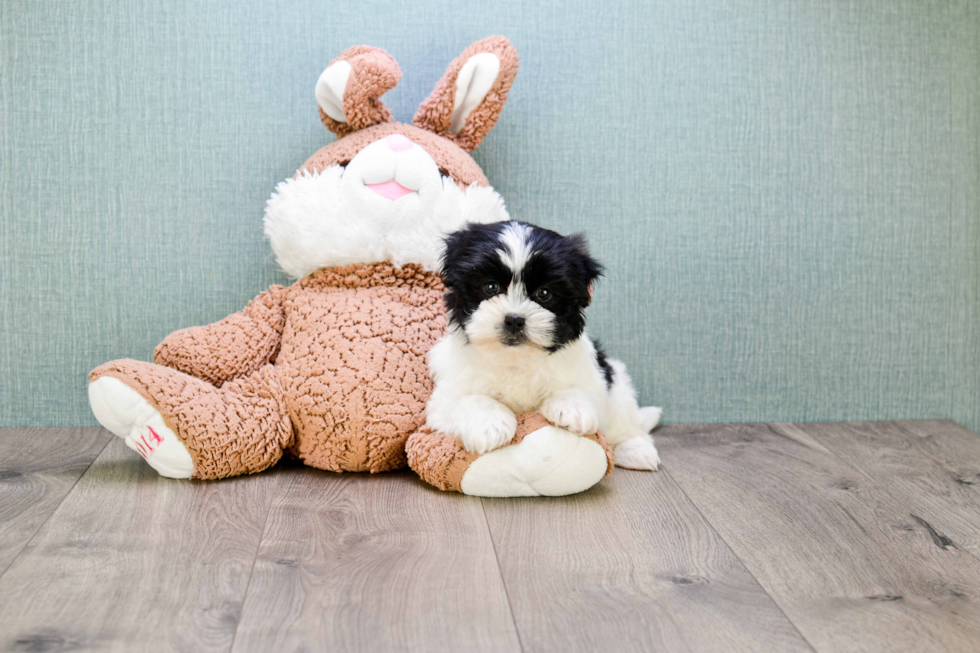 Fluffy Teddy Bear Designer Pup