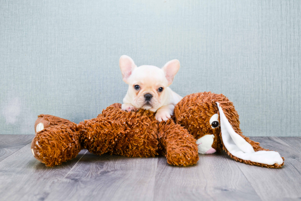 Playful French Bulldog Purebred Pup