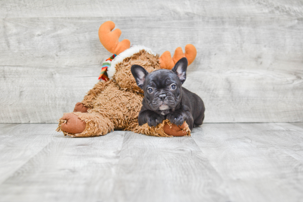 Funny French Bulldog Baby