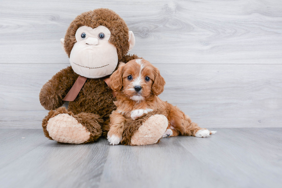 Little Cavoodle Poodle Mix Puppy