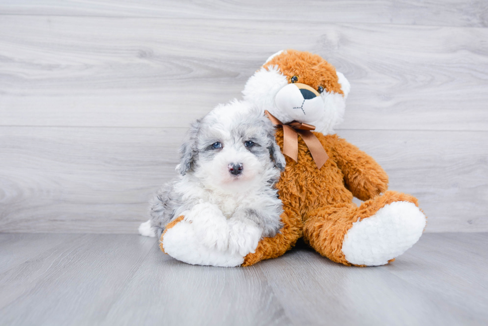 Happy Mini Sheepadoodle Baby