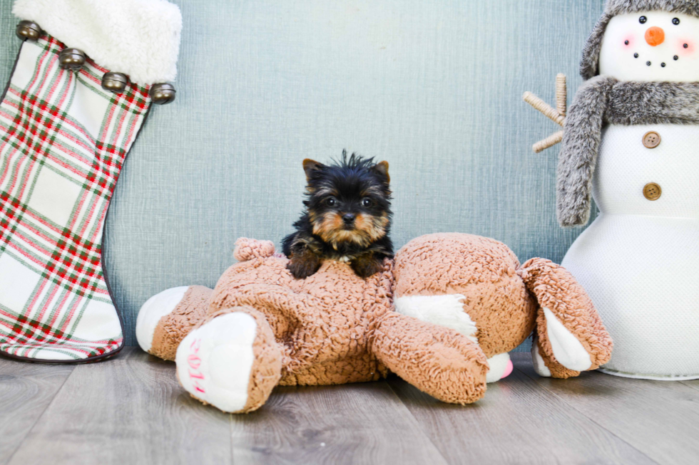 Meet Rebecca - our Yorkshire Terrier Puppy Photo 