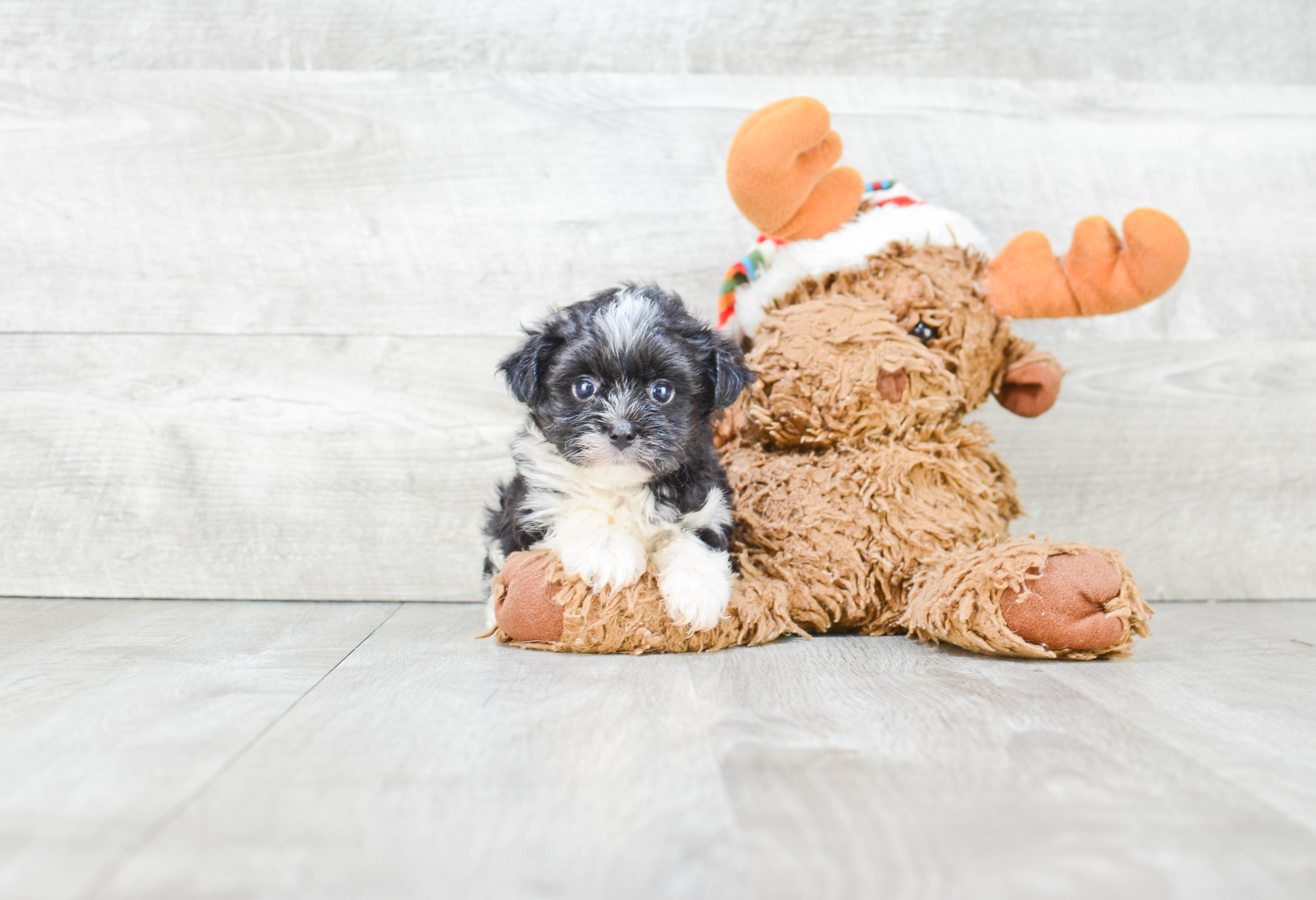 Best Morkie Baby